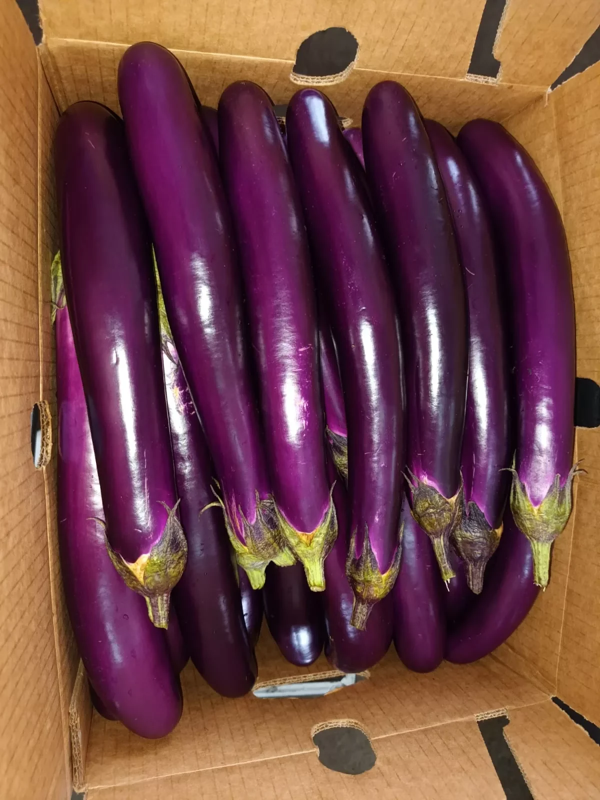 Chinese Eggplant