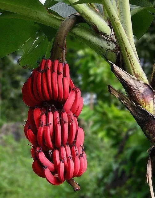 Red Banana