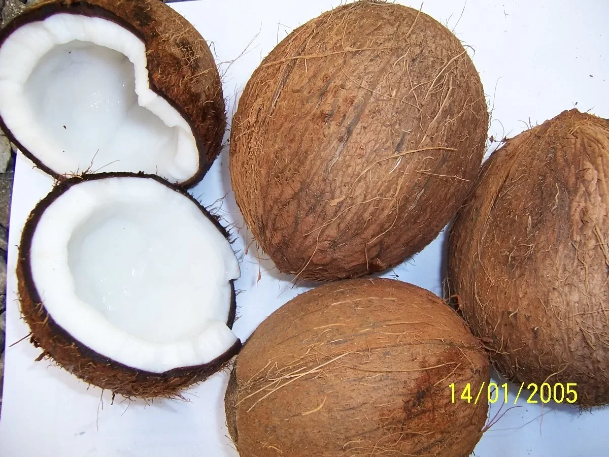 Dry Coconuts