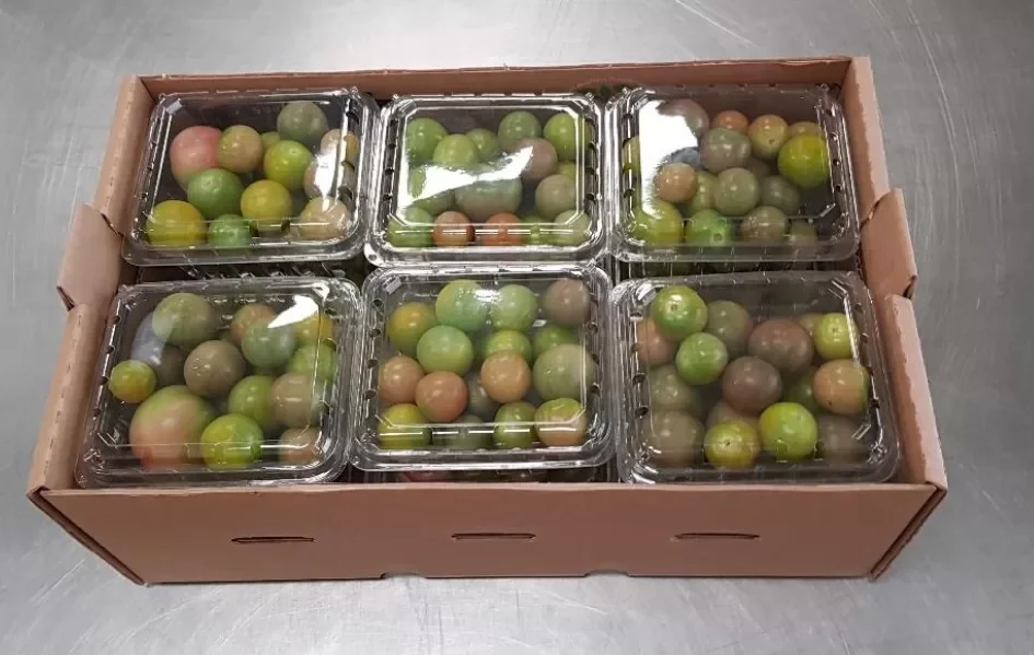 Tomato Mixed Load Guatemala
