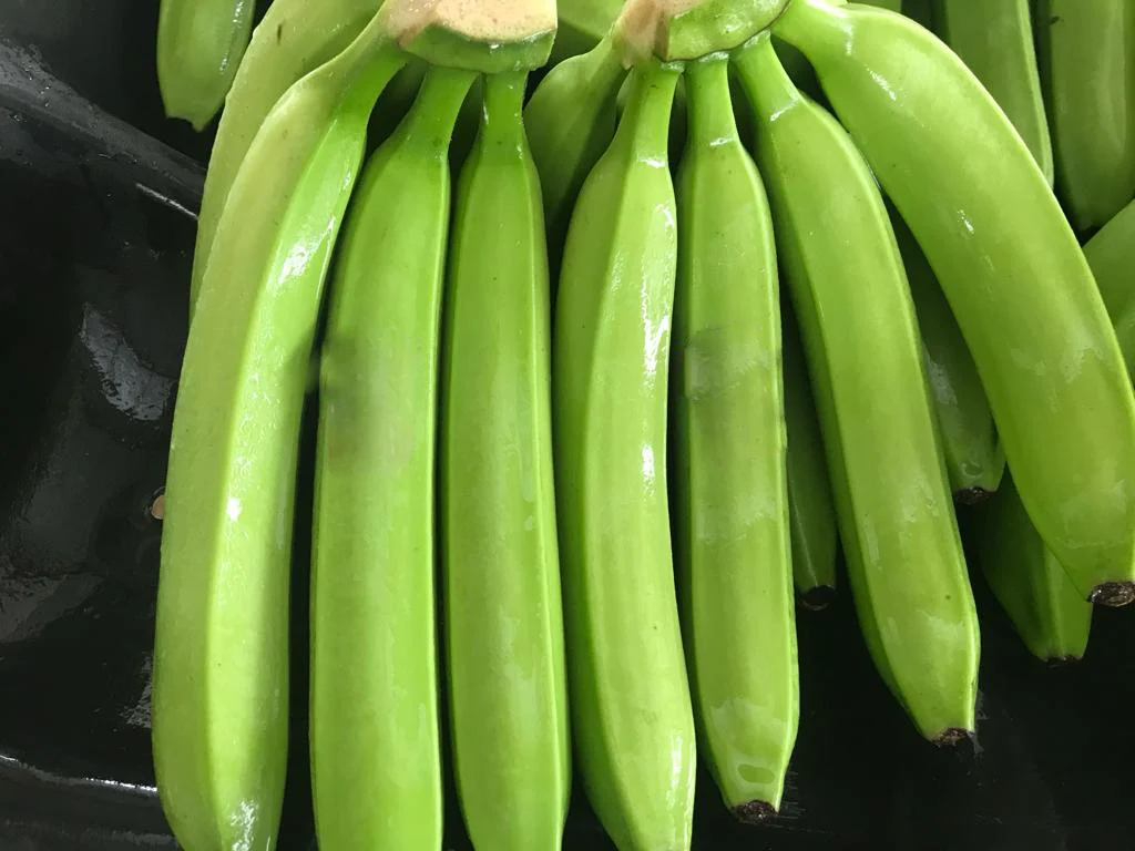 Fresh Banana Ecuador