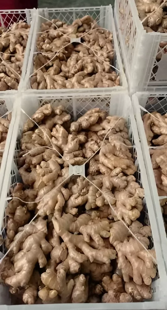 Organic Ginger Peru