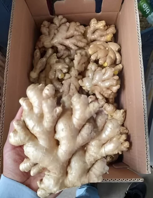 Conventional Fresh Ginger Peru