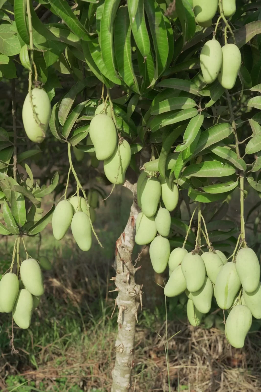 Ataulfo Mango Guatemala
