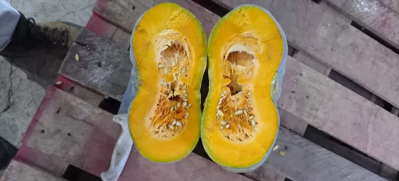 Calabaza (Pumpkin) in Sacks Costa Rica