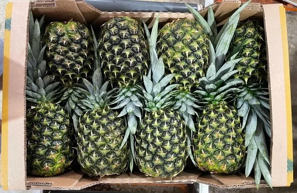 Pineapple (Premium AAA) Ecuador