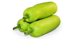 Opo Squash Honduras