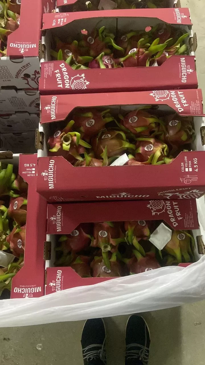 Red Dragon Fruit (Pitahaya) Ecuador