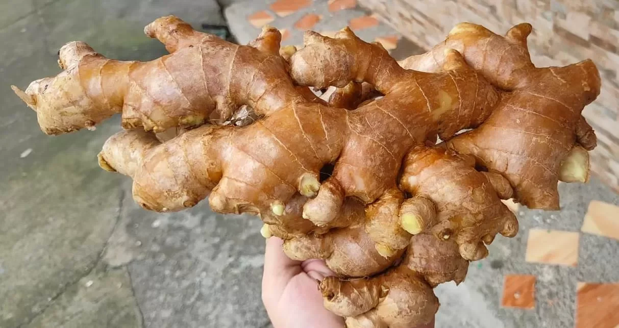 Ginger Ecuador