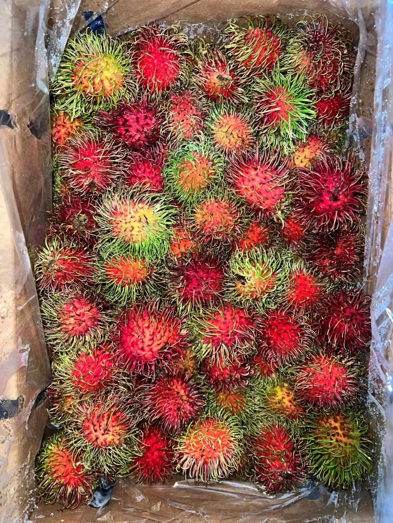 Rambutan Guatemala