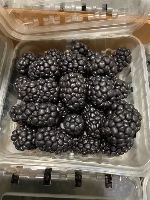 Blackberries Guatemala