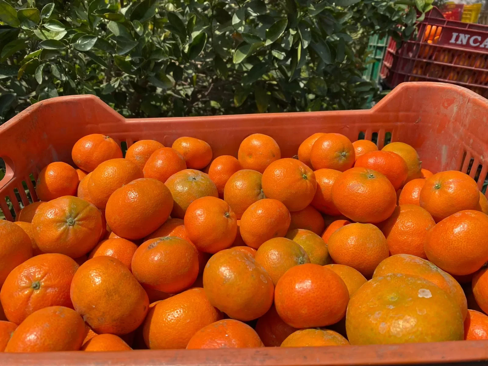 Mandarina Peru