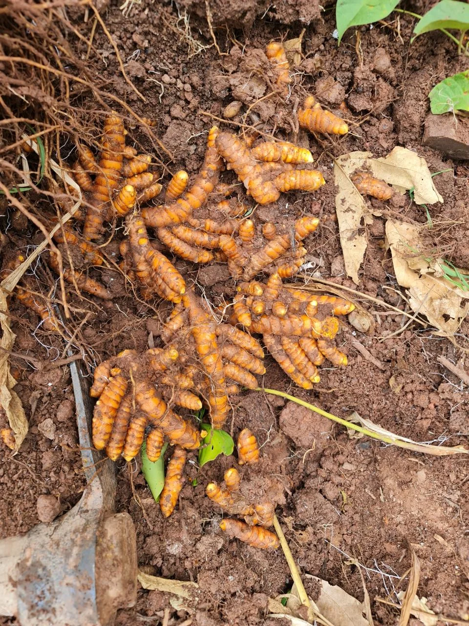 Curcuma Peru