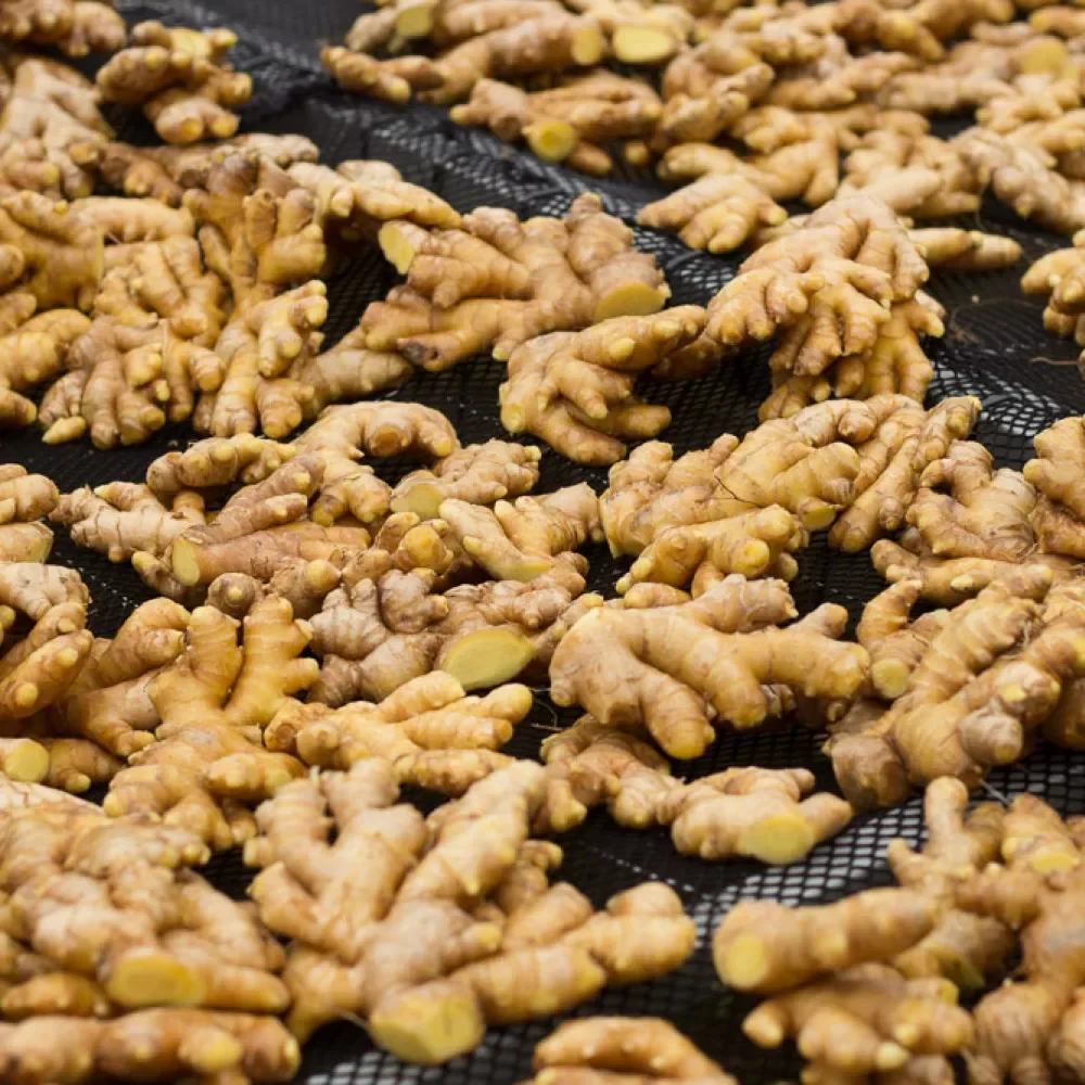 Ginger Peru