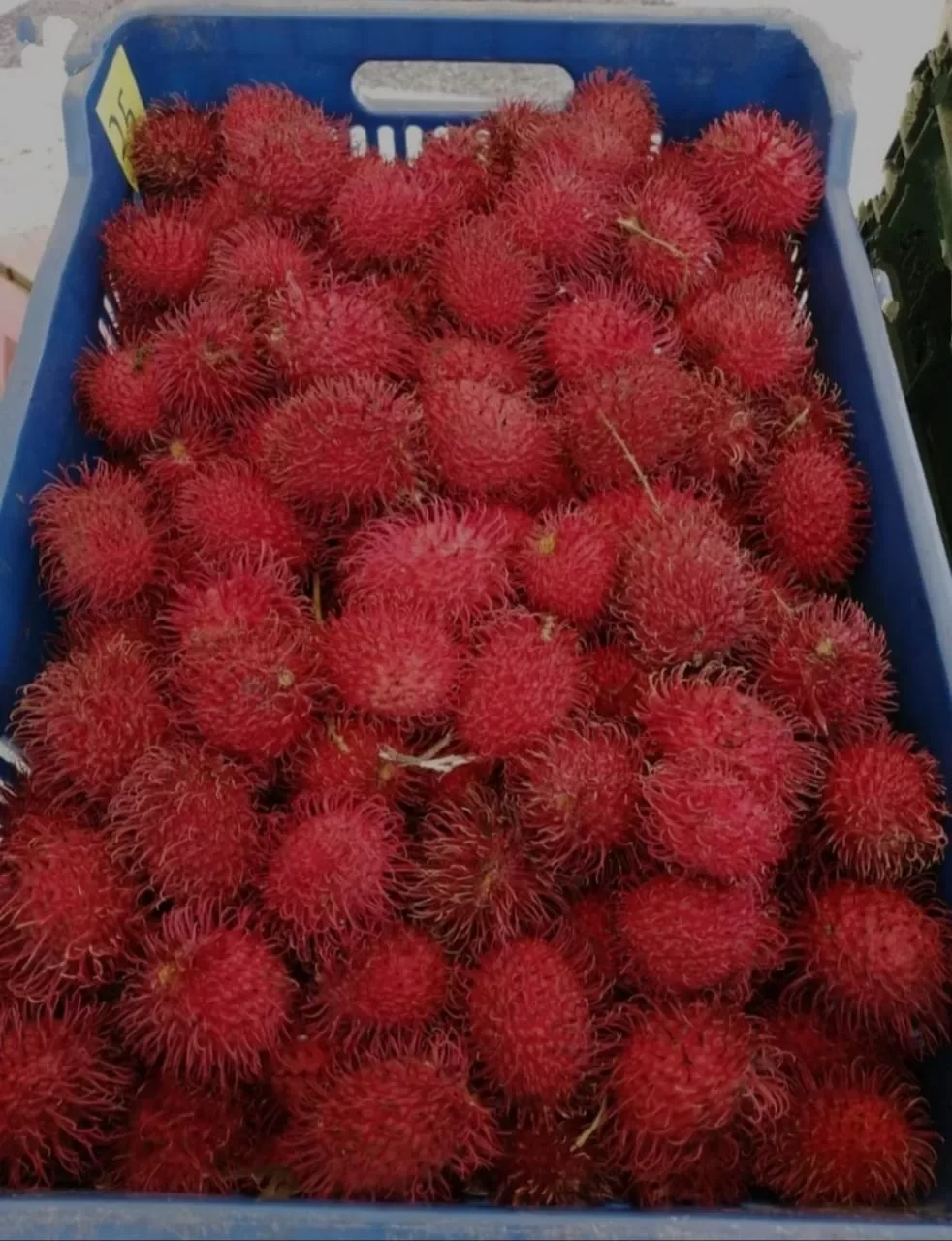 Rambutan CR Costa Rica