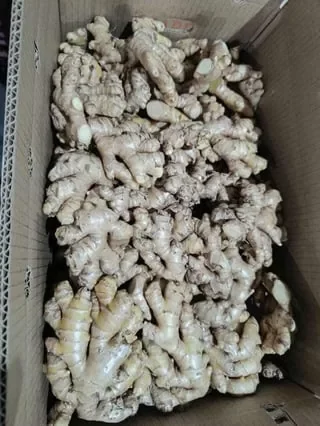 BIO GINGER Peru