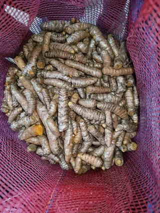 BIO TURMERIC Peru
