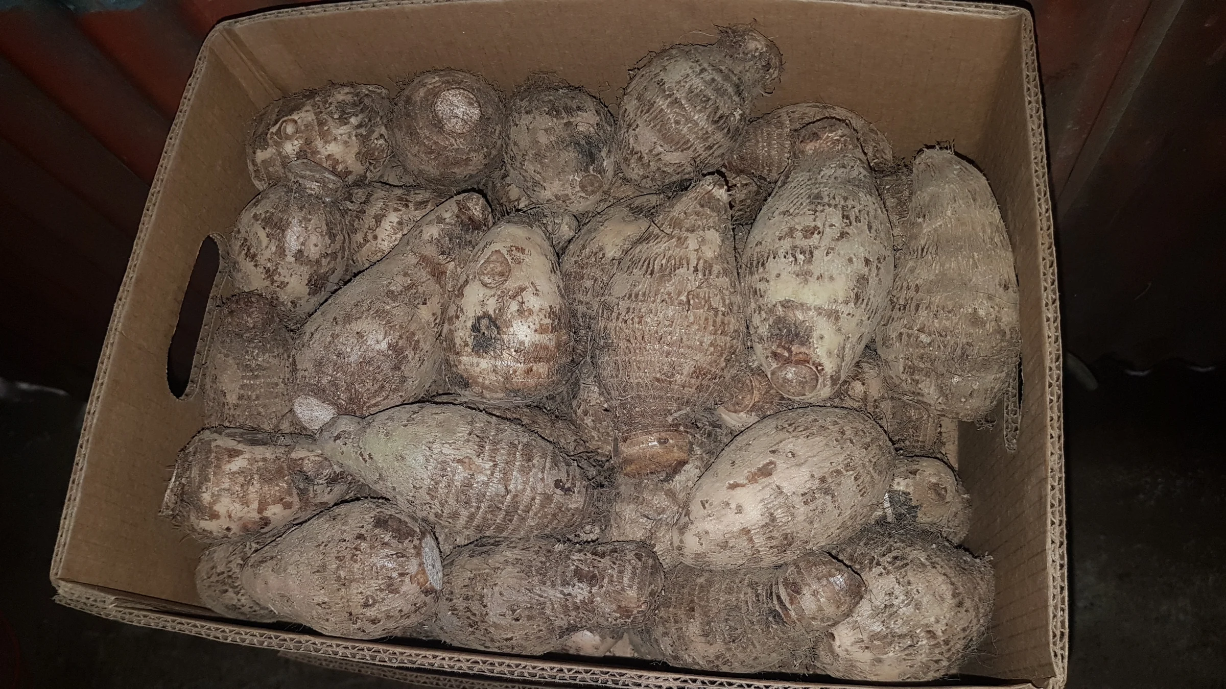 Fresh Eddoes Costa Rica