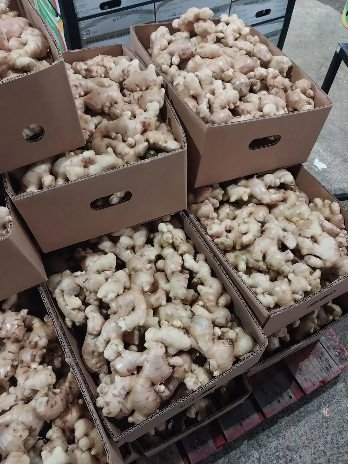 Fresh Ginger Roots