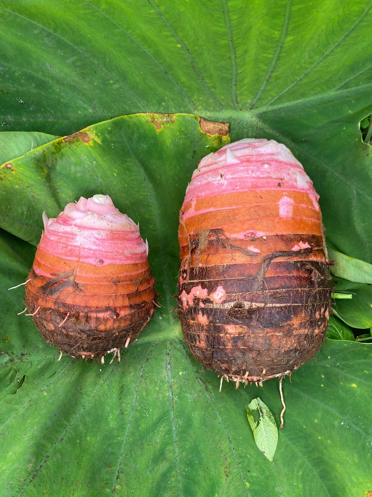 Malanga Taro Lila Costa Rica