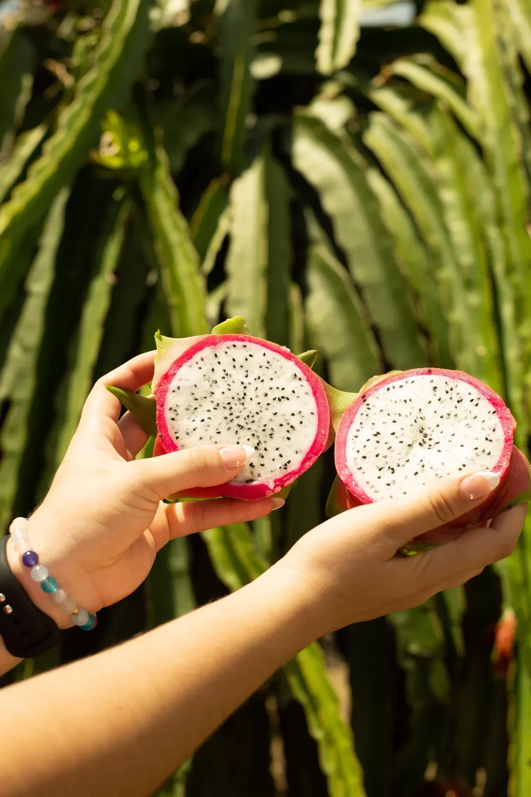 Red Dragon Fruit Ecuador