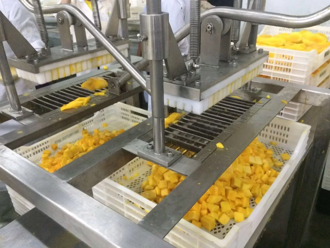 IQF Mango Kent Peru