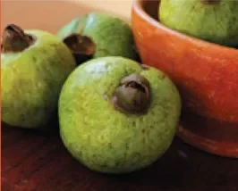 ARRAYAN El Salvador