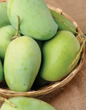 MANGO VERDE El Salvador