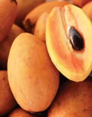 ZAPOTE El Salvador