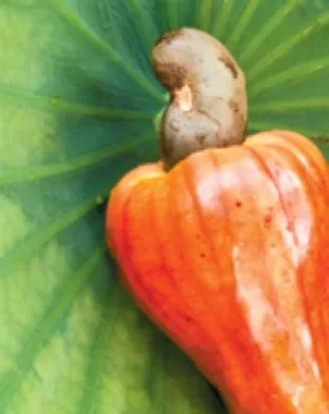 MARANON El Salvador