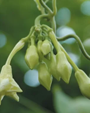 FLOR DE LOROCO El Salvador