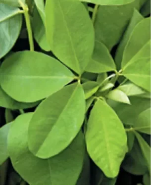 Chipilin Leaves El Salvador