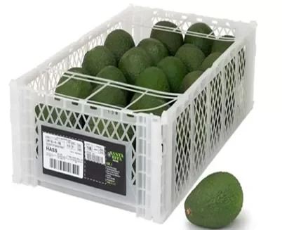 PALTA HASS- PERU