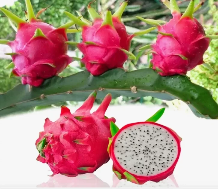 Pitahaya Roja Pulpa Blanca Ecuador
